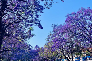 转发联系客服返现！【4天| 泸沽湖·蓝花楹】（5.1/2）探秘女儿国，传奇摩梭人，邂逅西昌醉美蓝花楹