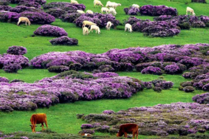 转发联系客服返现！【3天 | 索玛花遇上蓝花楹】（5.1/2/3）与花同行，阳光下的蓝花楹遇上谷克德的索玛花！