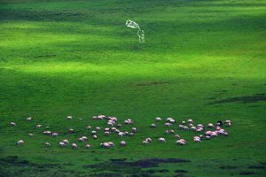 转发联系客服返现！【3天| 若尔盖】（5.2）天边若尔盖，草原花湖，黄河九曲尽，毡馆牢落胡无影！