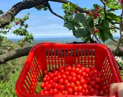 转发联系客服返现！【1天| 简阳樱桃沟】（4.18/19）成都樱桃之乡、东来第一果、休闲不起早