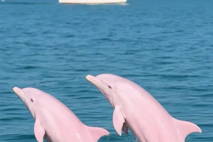 转发联系客服返现！【南宁集散5天| 中越边境的山与海】（5.1）三娘湾，喀斯特山水到小众海湾