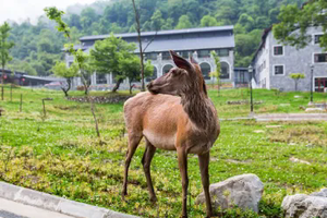 转发联系客服返现！【2天| 喇叭河】（5.1/2/3/4）川版'奈良公园'，颜值不输北欧