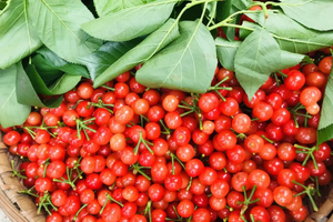 4月17日团建【1天| 第一波樱桃熟啦】轻松好走，老少皆宜还有柴火鸡，樱桃山