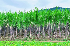 双语特惠、不早起【1天| 免费砍甘蔗】徒步“小九寨”太平湖抓螃蟹，品柴火鸡，砍甘蔗
