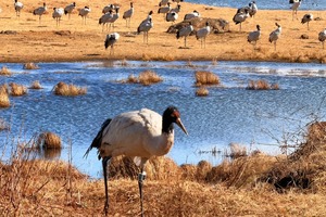 【3天| 大山包·乌蒙秘境】云南冬日私藏！观云海日出黑颈鹤，超小众峡谷天险！