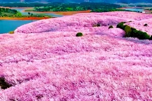 【4天| 平坝樱花】（3.12）不要门票！不用去日本！贵州平坝樱花海震撼来袭，70万株樱花绽放，浪漫到窒息！