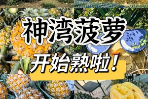 转发后80元起-中山【菠萝的山】中山菠萝的山11km徒步｜体验采摘｜美食-3.28周六-入门级