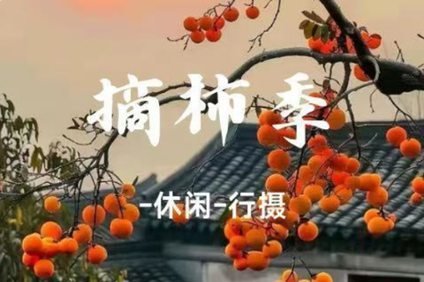 已成团-广州【摘柿子】周六-上罗千亩柿子海、艾米稻香小镇乡村秋色、罗洞工匠小镇