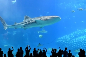 成团！4.04-05【海洋王国】珠海长隆海洋王国、烟花秀、淇澳岛、圆明新园、情侣路、港珠澳大桥、日月贝