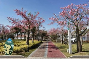 85元起！【珠海横琴】12.21周日，打卡珠海横琴葡萄牙小镇，可登高遥望澳门，赏樱花木棉林。