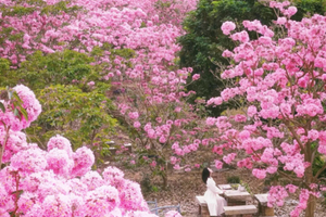 65元起！【万亩风铃木】12.21周日，打卡万亩紫花风铃木，行摄江门蒲葵园