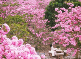 65元起！【万亩风铃木】12.28周日，打卡万亩紫花风铃木，行摄江门蒲葵园