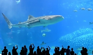 【珠海长隆2天】珠海长隆海洋王国、烟花秀、淇澳岛、圆明新园、情侣路、港珠澳大桥、日月贝