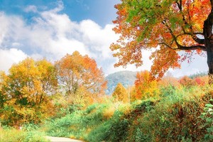 88元起！【上仙湖枫叶】12.28周日，赏广东醉美枫叶”河源 上仙湖茶场8KM枫树林徒步休闲摄影