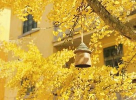 成团！最后一期！【特价299含住宿送温泉】12.20-21，南雄帽子峰银杏，南华禅寺，汤溪温泉。报名付定金