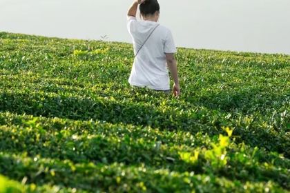 【中海专属】3/28 周六 |夹关·茶山 | 逛白沫江畔旁的烟雨“边城”，寻梦千年茶园。