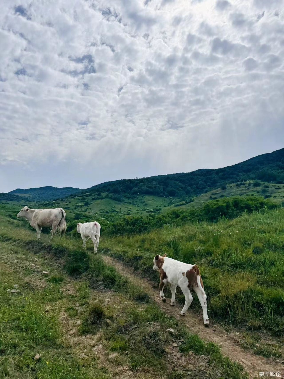 mmexport1718072077992