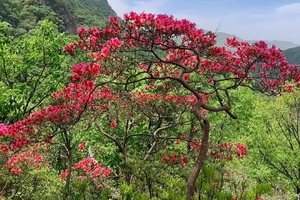 野趣徒步 ▏4.26（周日）徒步穿越“西泰山” ▏赏十里杜鹃花海.