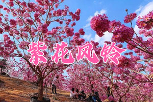 成团！【紫花风铃】12月18日 周四 美爆了！江门千亩紫花风铃盛开，千亩葵树林，网红彩虹村 休闲摄影 一日游