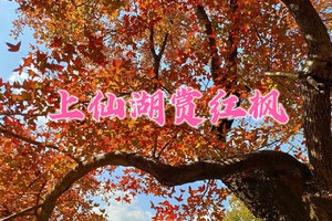 12.21日 河源上仙湖茶园赏红枫一日游