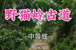 即将成团！89元起！周三6.17孤旅领队【宜山+松江上车-野猫岭古道13公里】|探秘小雁荡，寻迹古驿茶香