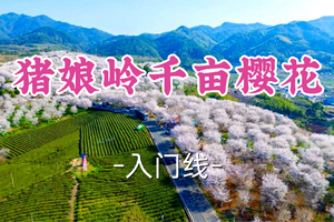 转发半价！成团！周一4.6马利奥领队【宜山+松江上车-猪娘岭千亩樱花】|漫步猪娘岭赏千亩樱花，逛吃崇仁古镇