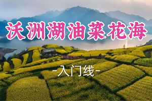 转发半价！成团！周六4.4辣辣领队【世纪上车-沃洲湖油菜花海】|赏沃洲湖立体油菜花海，逛吃梅渚千年古村