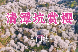 转发半价！4车成团！周日4.5优优领队【嘉定+青浦上车-清潭坑赏樱】| 赴浙江清谭坑，徒步开启赏樱盛宴