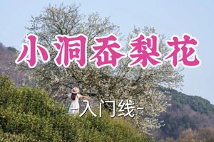 转发半价！成团！周六4.4开心领队【宜山+松江上车-小洞岙梨花8公里】| 小洞岙梨花环线，春日治愈徒步