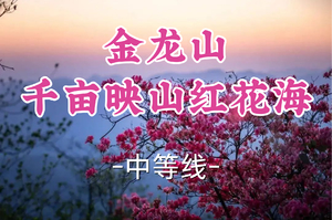 转发半价！即将成团！周六4.11【世纪上车-金龙山千亩映山红花海】|粉紫高山杜鹃与映山红簇拥绽放，姹紫嫣红