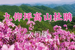 即将成团！89元起！周五4.10西瓜领队【宜山+松江上车-九仰坪高山杜鹃】| 探秘高山紫色花海·徒步千年石长城古道