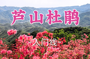 转发半价！即将成团！周日4.12【世纪上车-芦山杜鹃】|杜鹃如火灼云海，徒步芦山觅诗踪