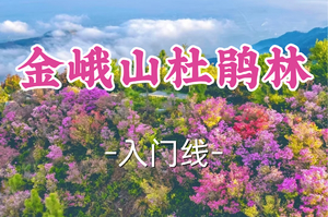 转发半价！1车即将成团！周六4.11【世纪上车-金峨山杜鹃林】| 打卡浙东顶流杜鹃古道，赏春日限定色彩盛宴！