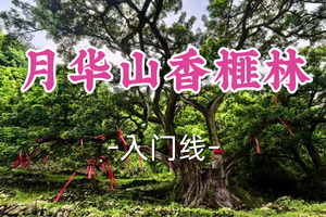 即将成团！89元起！周三6.17卡夫卡领队【世纪+宜山上车-月华山香榧林】|探秘1500岁香榧王，寻迹苏轼笔下的凛凛霜雪