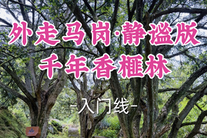 即将成团！89元起！周六6.20【嘉定+青浦上车-外走马岗·静谧版千年香榧林】|避走马岗人潮，穿香榧古林，登横岩岗追光
