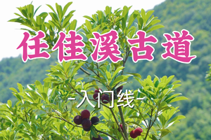已成团！89元起！周二6.16卡夫卡领队【世纪+宜山上车-任佳溪古道】|湖山倒影，杨梅满枝！