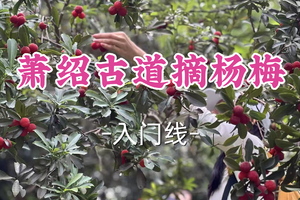 即将成团！89元起！周五6.19【世纪上车-萧绍古道摘杨梅】| 季节限定：杨梅采摘畅吃+萧绍古道轻徒！