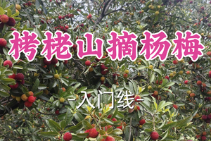 即将成团！89元起！周四6.18桃子领队【世纪+宜山上车-栲栳山摘杨梅】|杨梅采摘季，闯入现实版“小里约热内卢”