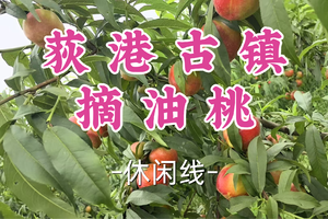 即将成团！89元起！周六6.20【宜山+松江上车-荻港古镇·摘油桃】|寻味荻港古镇·江南水乡里果香茶韵与非遗