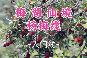 2车即将成团！89元起！周五6.19【嘉定+青浦上车-梅湖仙境杨梅线】| 慈溪小众碧野徒步，杨梅林里的绿野仙踪
