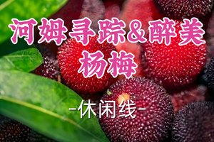 即将成团！89元起！周五6.19【l龙阳+莘庄上车-河姆寻踪&醉美杨梅】|河姆渡访千年古迹，余姚山采鲜甜杨梅