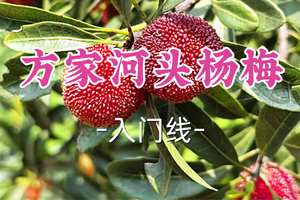 即将成团！新线！89元起！周五6.19【方家河头杨梅】|探访千年古村方家河头，采慈溪杨梅!