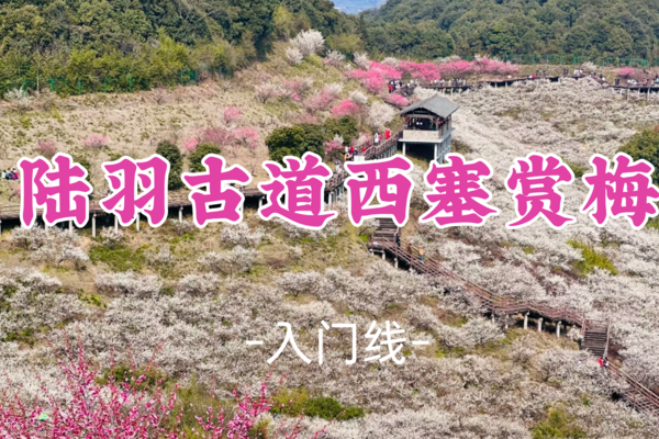 女性免单！送徽章！成团！【入门-陆羽古道+西塞赏梅】周六3.8|打卡网红梅花经典，徒步陆羽古道