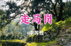 转发半价！即将成团！周日12.21一粟领队！【宜山上车-走马岗10公里】|徒步千年香榧林、网红打卡石