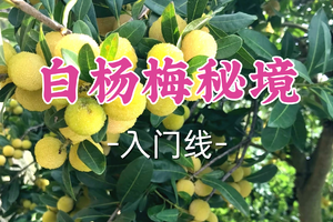 即将成团！89元起！周五6.19【宜山+松江上车-白杨梅秘境】|徒步穿越百年杨梅林，登顶慈溪第一峰塌脑岗