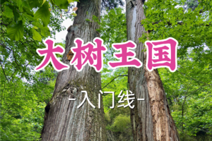 转发半价！即将成团！周六12.20【宜山上车-大树王国7公里】|徒步华东最后的原始森林，最神秘的大树王国