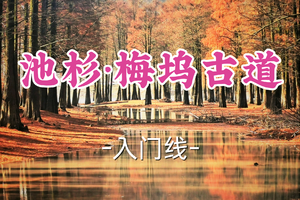 转发半价！即将成团！周六12.20【宜山+松江上车-池杉·梅坞古道13公里】|秋日探秘上虞池杉林，漫步古道