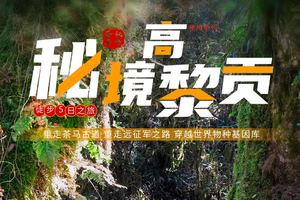 元旦1.1出发【秘境高黎贡5天】 12-3月初/春节： 高黎贡山 毛毛球森林 和顺古镇 玉璧古道