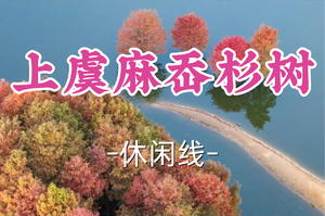 成团！89元起！周二12.16孤旅领队！【宜山+松江上车-上虞麻岙杉树】|览湖杉，走古弄，品孝德！