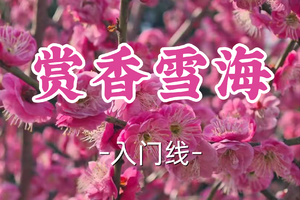 即将成团！69元起！周六2.28【世纪+宜山上车-赏香雪海10公里】|十里梅花香雪海，登顶赏太湖秋色